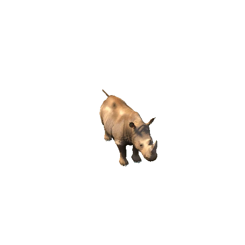 Ceratotherium Simum_Variation_1_All animation